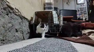 2023.08.27 Котята