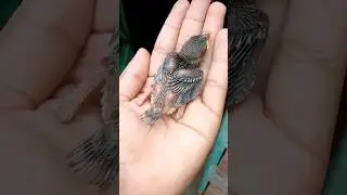 Baby Sparrow ❤😘😍 