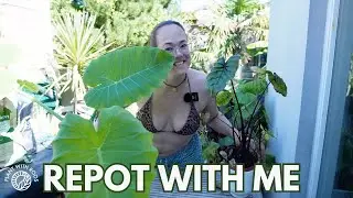Repot with me + answering questions | Plant with Roos