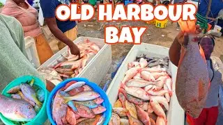 THE LARGEST FISHING VILLAGE IN JAMAICA!!!#fishing #fish #jamaica #
