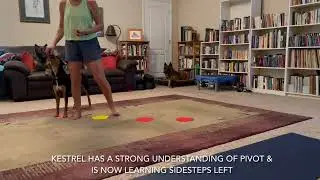 Kestrel & Tervs Sidesteps to Left 090522