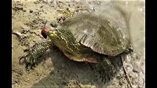Вот это улов!!! Что с ними делать?