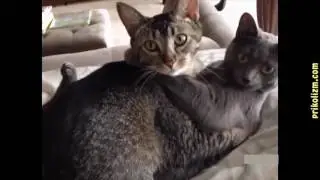 СМЕШНЫЕ КОТЫ часть 7 / ПРИКОЛЫ С КОТАМИ / FUNNY CATS