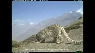 The Ghost of the Mountain: A Wild Snow Leopard on Camera