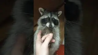 пушистый хулиган Хрюндель