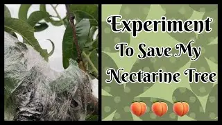 Saving My Nectarine Tree