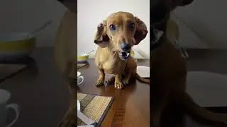 Совсем охамела🤯 