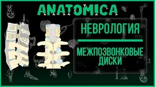 Intervertebral discs / Joints and ligaments of the spinal column / Vertebral joints / Neurology