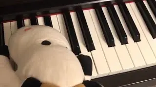 Cow Plays: The Piano