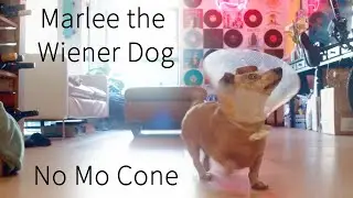Marlee the Dachshund Finally Gets Her Cone Off After 2 Weeks