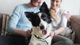 Adopción de Mascotas Virtual