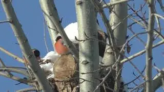 Снегири в Челябинске
