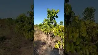 Minhas khaya grandifoliola é Anthoteca sem Irrigacao no cerrado.