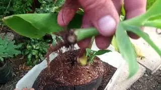 Банан 🍌карлік.