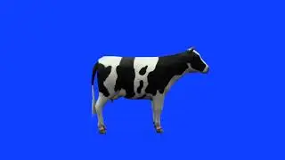 Cow Green screen | cow Blue screen