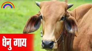 मेरी गईया आती है🐄 Meri Gaiya Aati Hai Mujhko Doodh Pilati Hai Popular Hindi Rhymes for Kids Learning