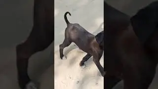DOG 🐕 MINATI #shorts