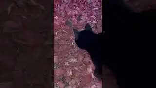 #funnyvideo