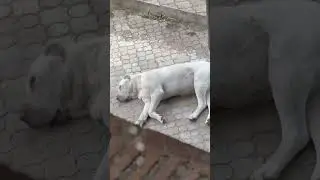 Будки моим бабайкам не нужны😎🫣