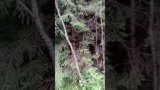 29.06.2023 Лес. Что мы нашли? 😰🤯 Московская область.