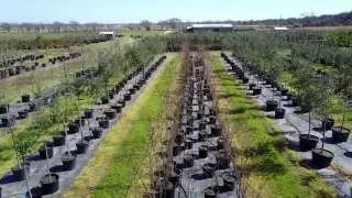 Tree Farm Overview - Feb 2017