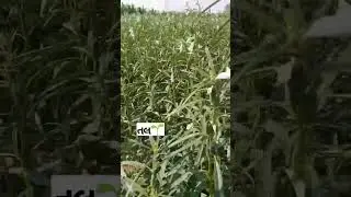 ખેડૂત 🌴 ખેતીવાડી 🌾 તલ ની ખેતી 🌾