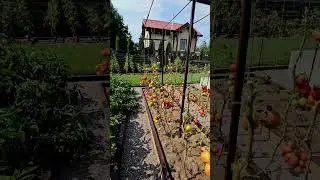 Harvest Garden