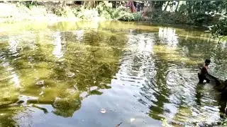 মাছ ধরা ভিডিও। মাছ ধরা কৌশল। গ্রামের মানুষ কিভাবে মাছ ধরে?
