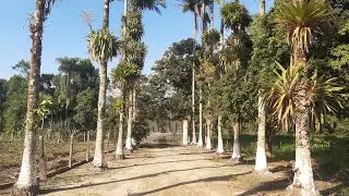 Último vídeo gravado no sítio Paraíso 😢