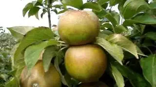 Apple variety Egremont Russet