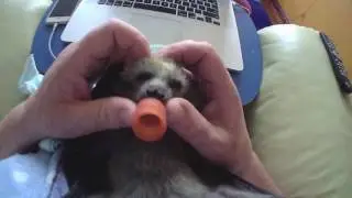 Baby bat loves to be tickled.  This is Pretzel