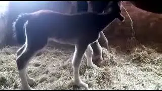#Владимирский тяжеловоз принесла потомство
