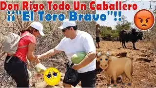 -We Ran Into a Brave Bull🐂Everyone Is Scared/Don Rigo, a Gentleman with Joselin-P4