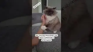 #рекомендации