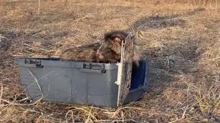 Возвращение в природу спасенных енотовидных собак