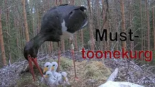 Must-toonekurg :: Ciconia nigra :: Black Stork
