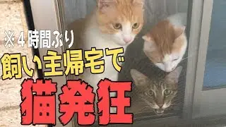 飼い主と４時間だけ離れ離れになった結果…