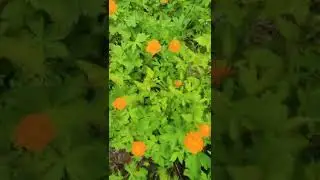 Купальница (она же жарки, огоньки или сибирская роза) под Норильском