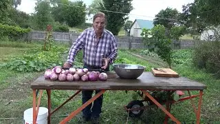 The VICTORY Garden - Harvesting Turnips