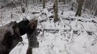 охота на соболя с лайкой 24-25г.