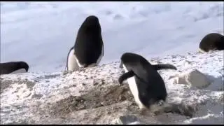 Hırsız Penguen :)