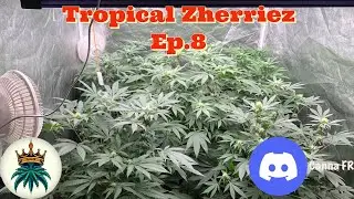 Tropical Zherriez Ep.8