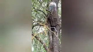 Пчеловодство! Супер рой! Как залетает рой пчёл в ловушку!