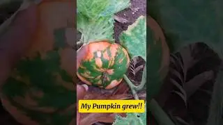 My pumpkin grew! Should I make pumpkin juice? #youtubeshorts #YouTubeChamps #shortsafrica #trending