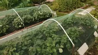 26.08.2024. Дача🍁🍂🍁🍂🍁🍂🍁.