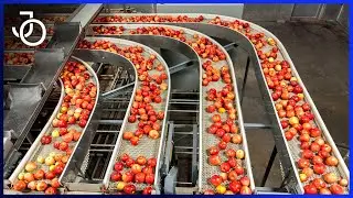 Amazing Food Processing Technology With Cool Automatic Machines That Are At Another Level