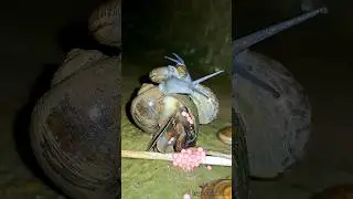 Snails are very busy at night🐌🐌😂 | Tropical Forest Bees