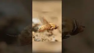 Кукушка в мире насекомых...