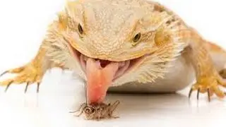 Bearded Dragon Care