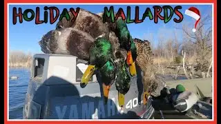 Public Water Mallards (During Holiday Break)
